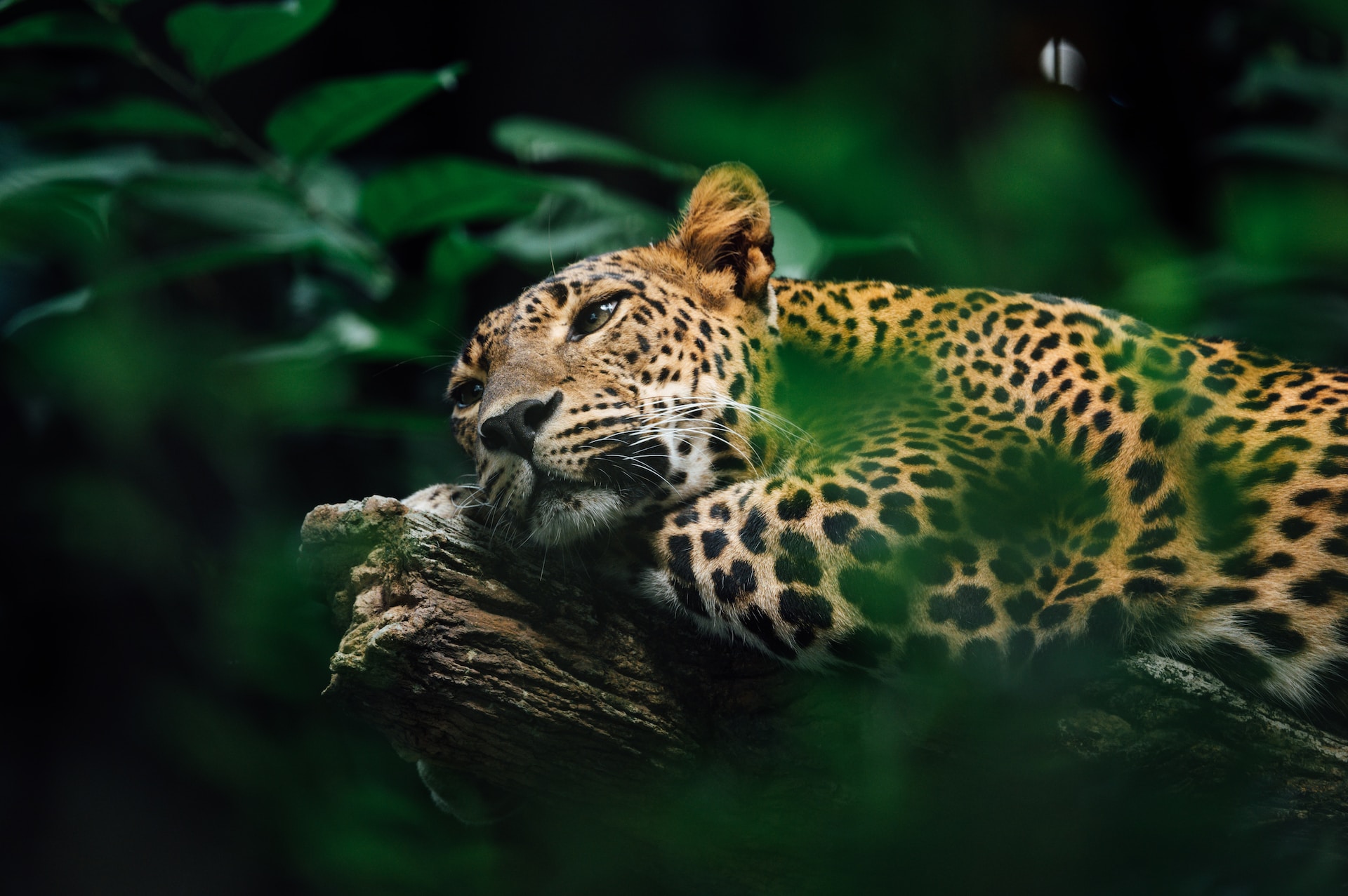 Jaguar Selva Maya