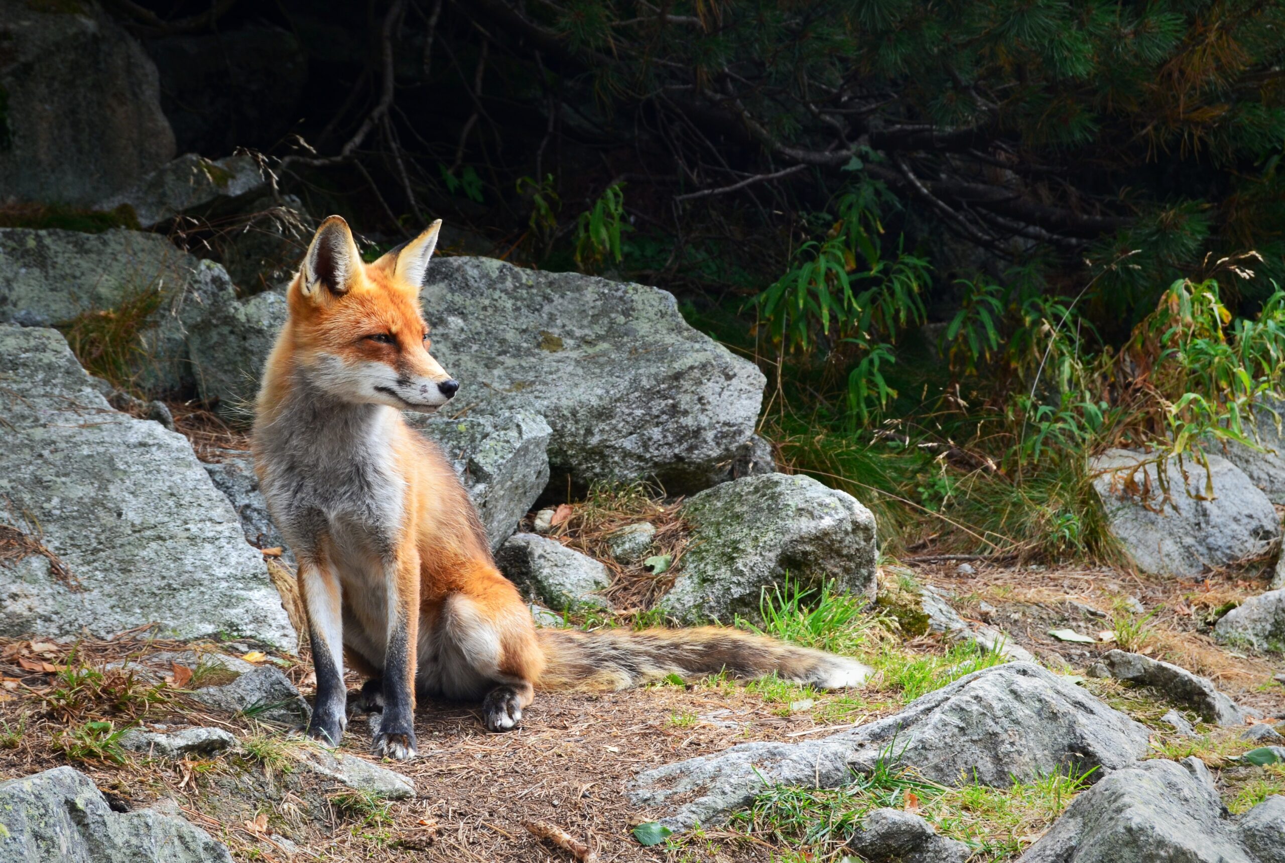 Wildlife infectious disease