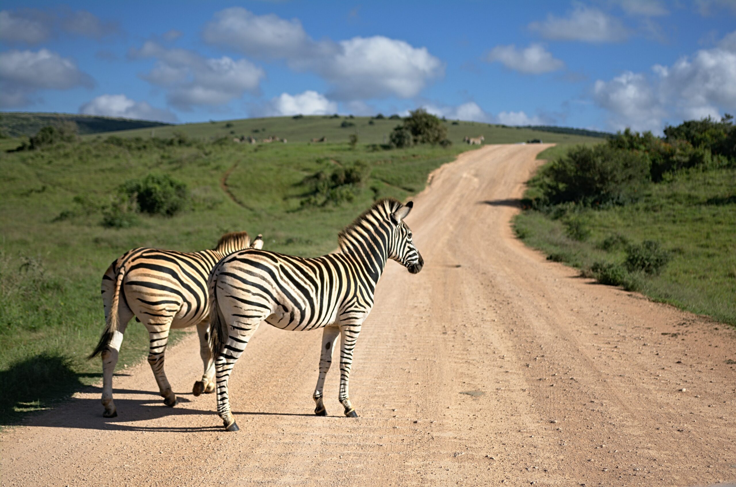World Wildlife Day