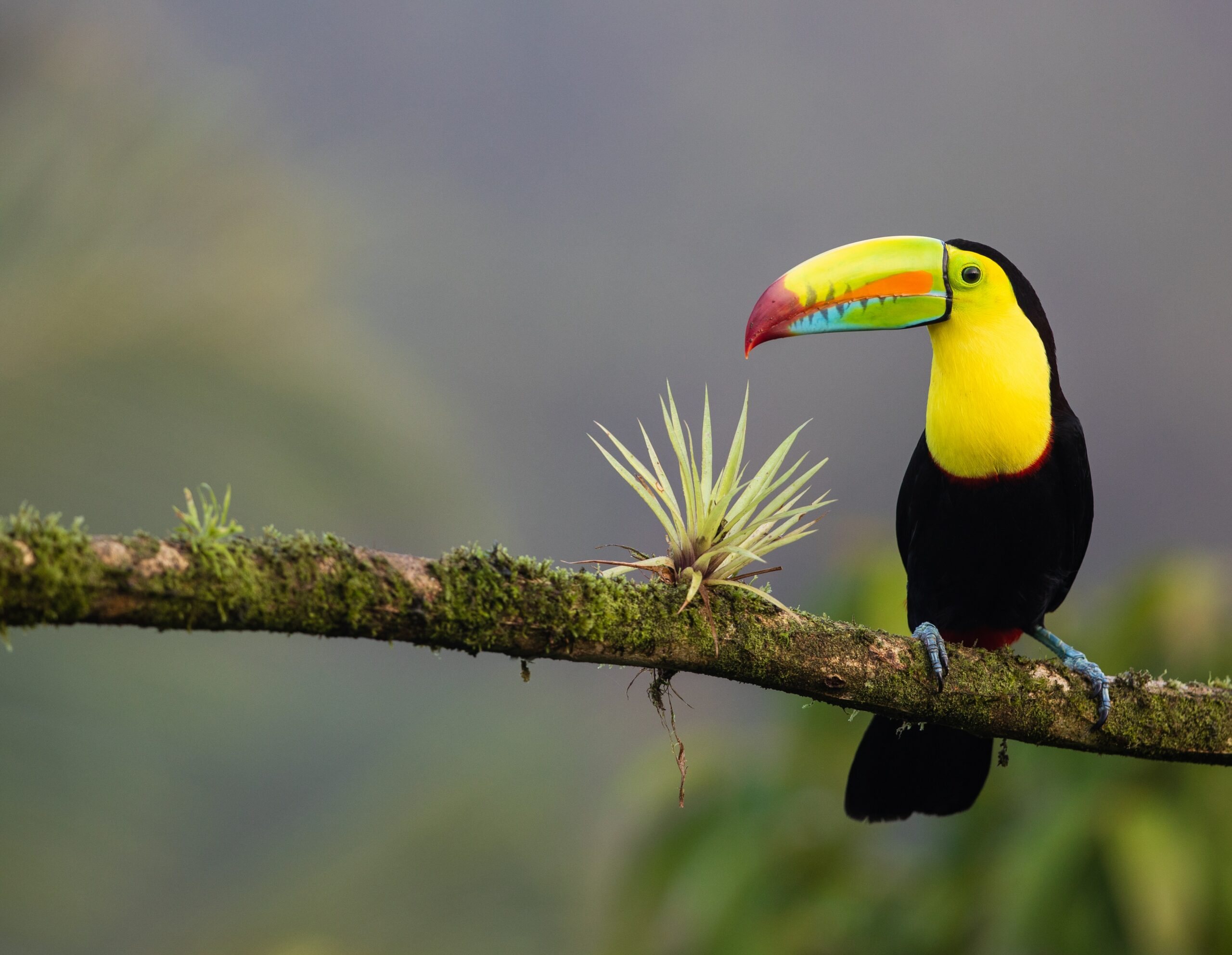World Wildlife day
