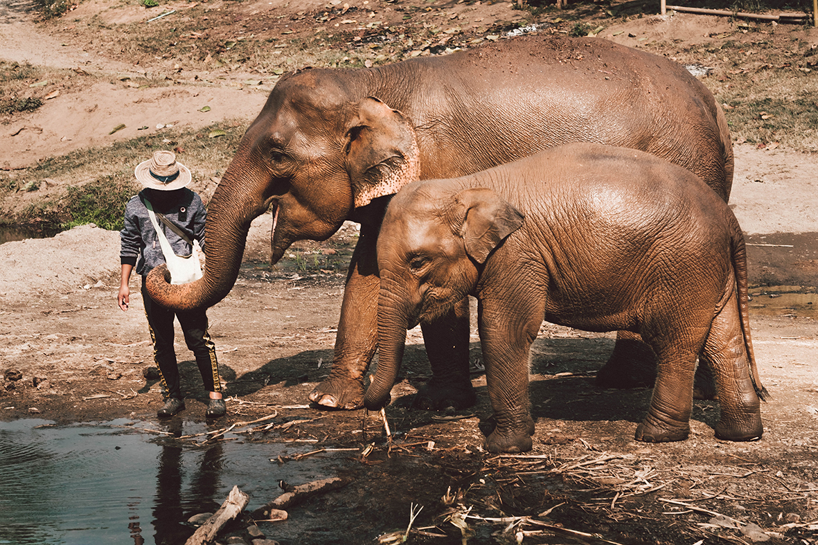 Wildlife Disease Risk