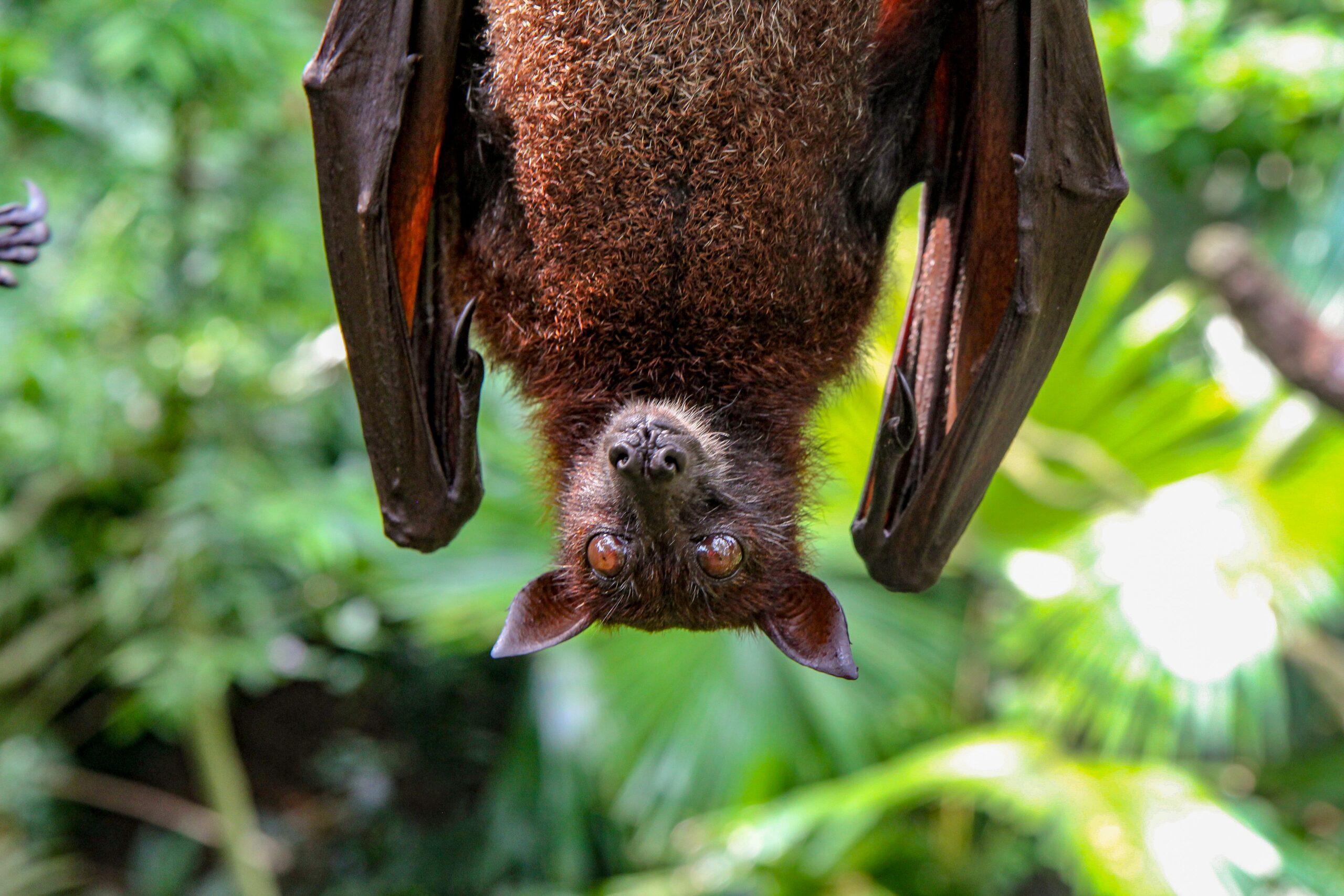 diseases wildlife management